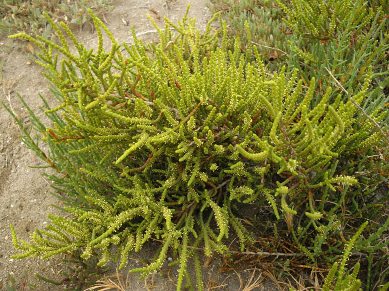 Sarcocornia fruticosa 6